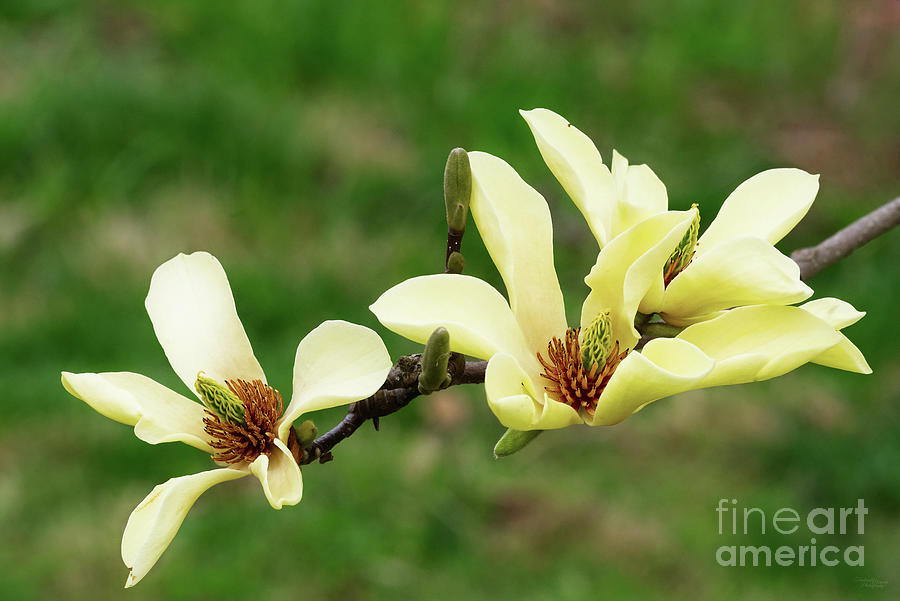 Flower Photograph - Yellow Magnolia Flowers by Jennifer White