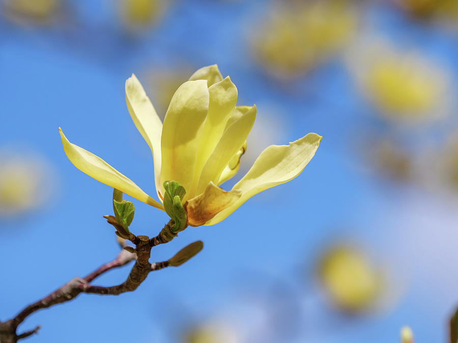 Yellow magnolia with blue sky background. Photograph by Rob Huntley