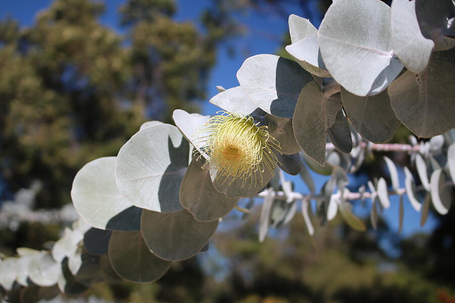 Yellow Mallee Flower Photograph