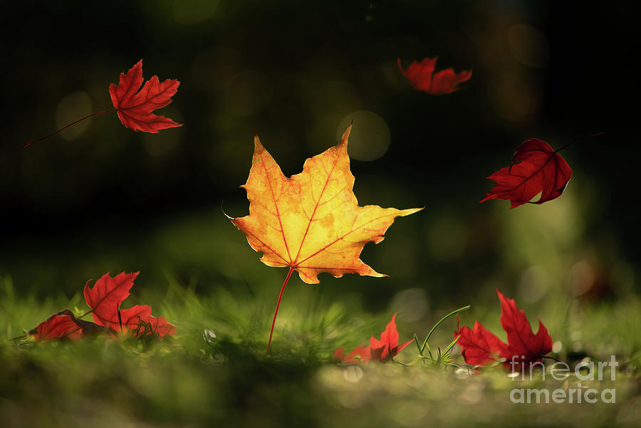Yellow Maple Leaf Photograph by Naomi Maya