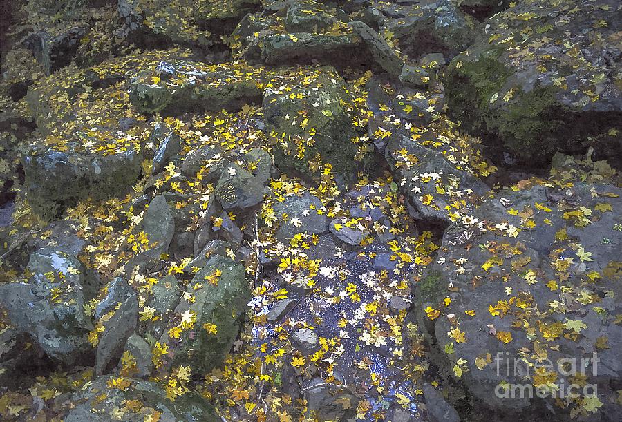 Yellow maple leaves are scattered on a rocky stream Photograph by William Kuta