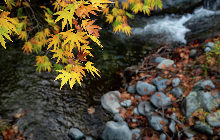 Yellow maple leaves on a tree above a river  from the beautiful  Photograph by Michalakis Ppalis