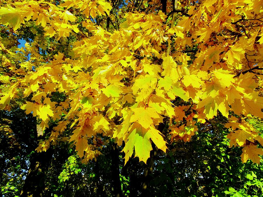 Yellow Maple Leaves Photograph by Stephanie Moore