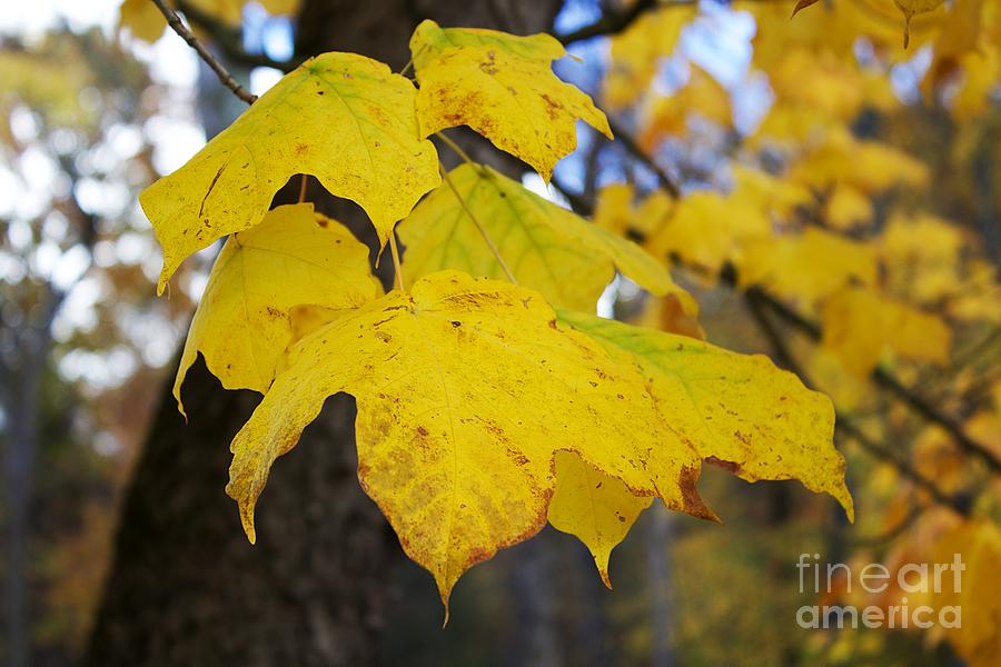 Yellow maple leaves Photograph by Yvonne M Smith
