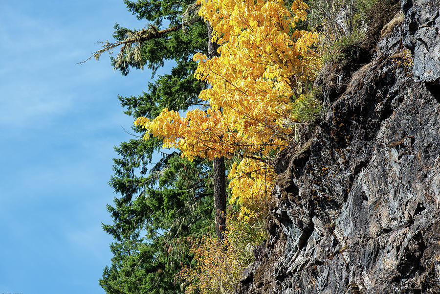 Yellow Maple on a Cliff Photograph by Tom Cochran
