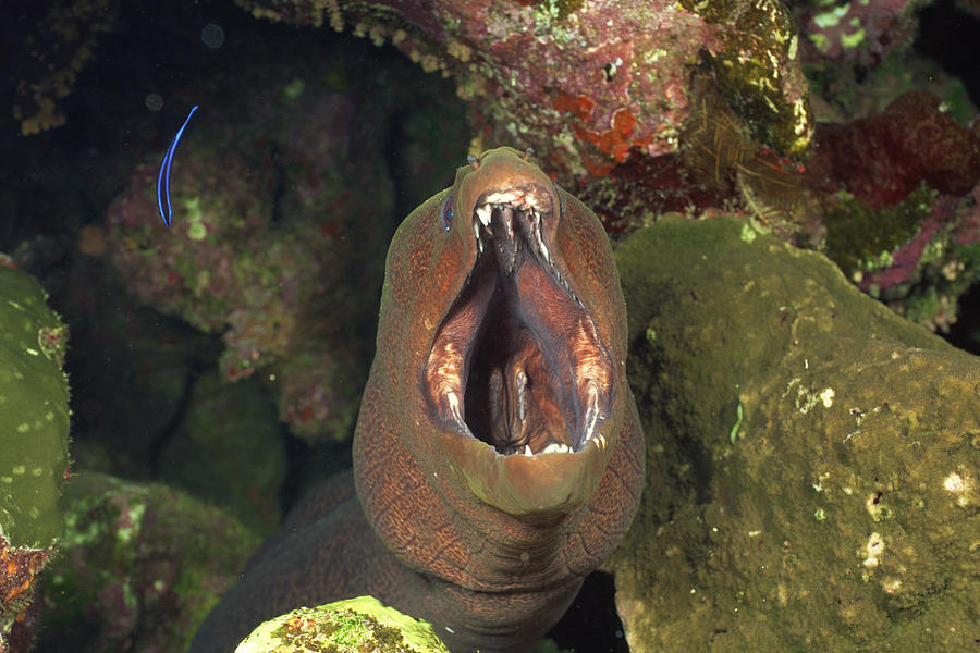 Yellow-margined moray eel in soft corals Photograph by Comstock