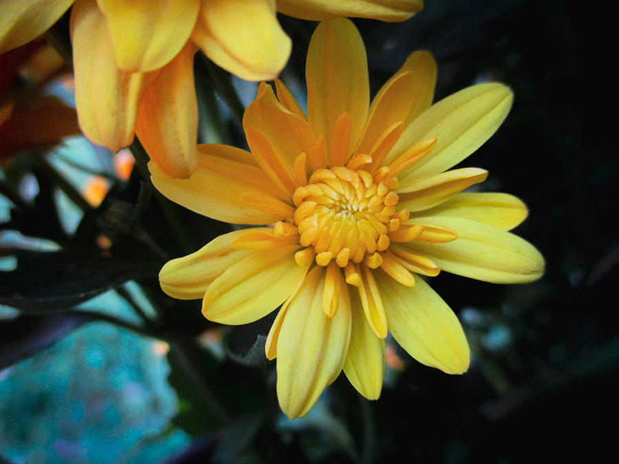 Yellow Marigold Photograph by Windy Craig