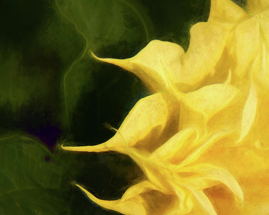 Yellow Meets Green Photograph by Dodie Ross Yellow Meets Green Photograph by Dodie Ross