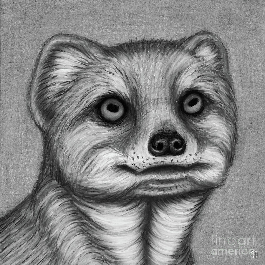 Yellow Mongoose. Black and White Drawing by Amy E Fraser