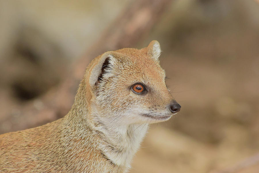 Yellow Mongoose Portrait 2 Photograph by Gareth Parkes