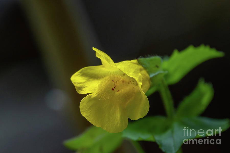 Yellow Monkeyflower Blossom Photograph by Nancy Gleason