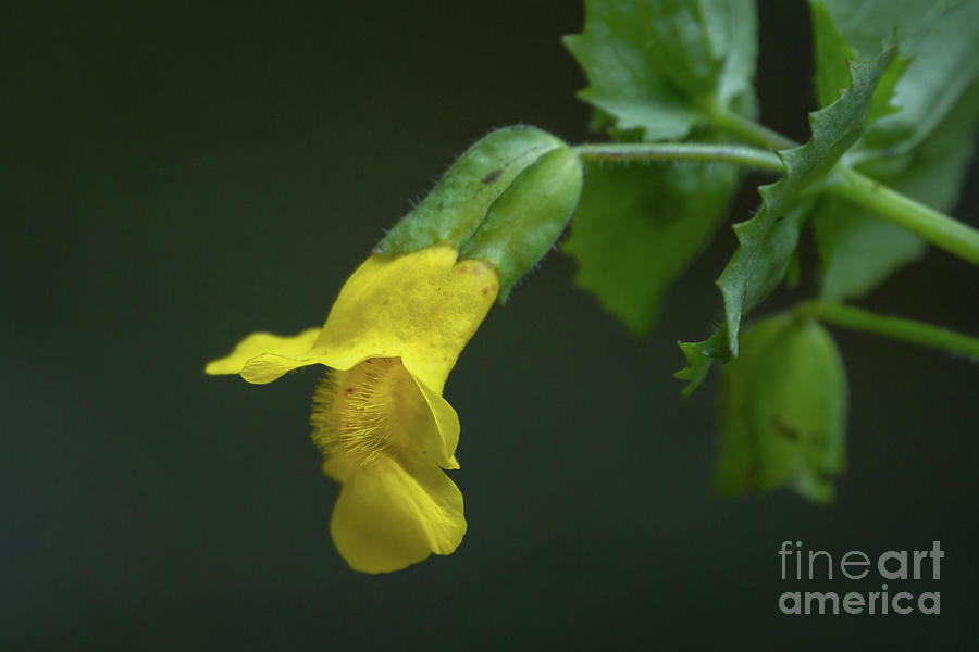 Yellow Monkeyflower Overlooks a Stream Photograph by Nancy Gleason
