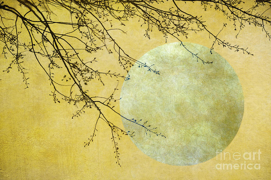 Tree Photograph - Yellow moon by Priska Wettstein