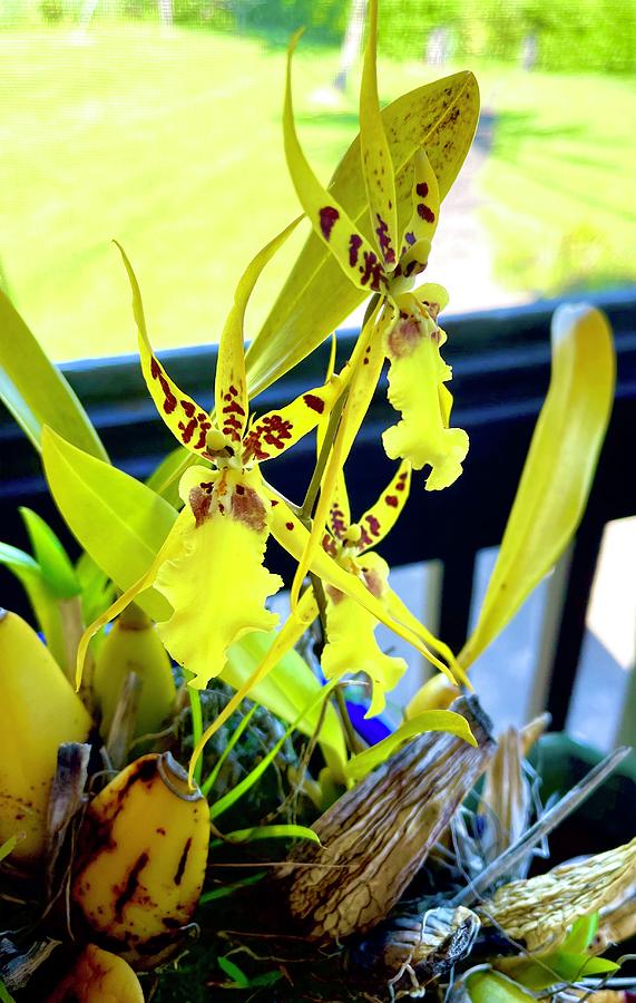 Yellow morning orchids Photograph by Lehua Pekelo-Stearns