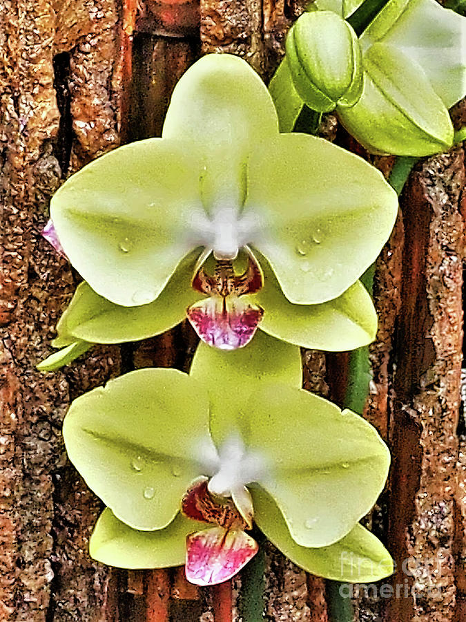 Yellow Moth Orchid Photograph by Bearj B Photo Art