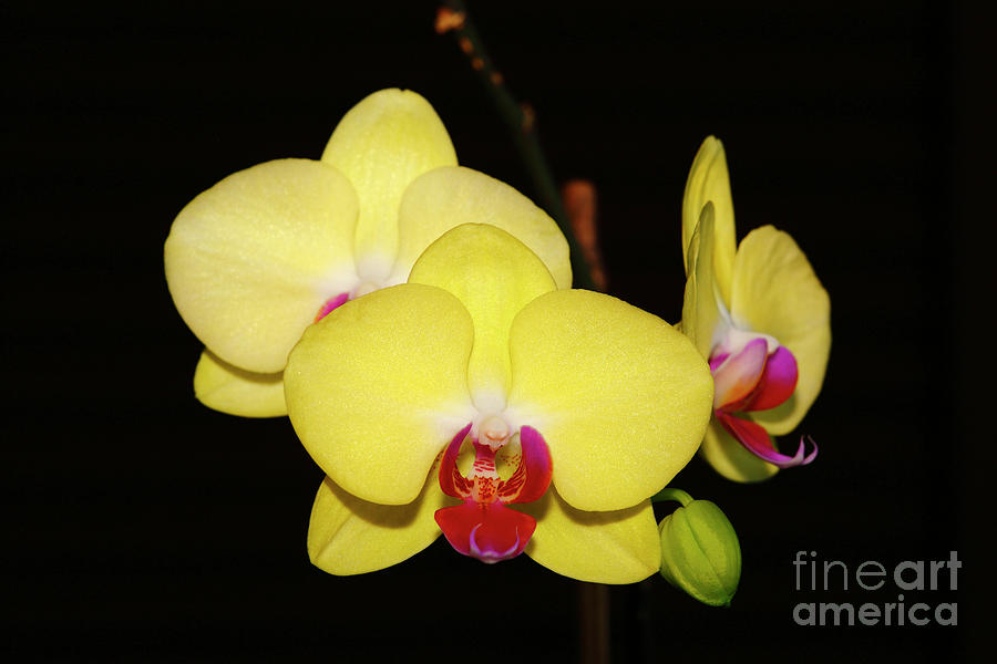 Yellow Moth Orchid Hybrid Photograph by James Brunker