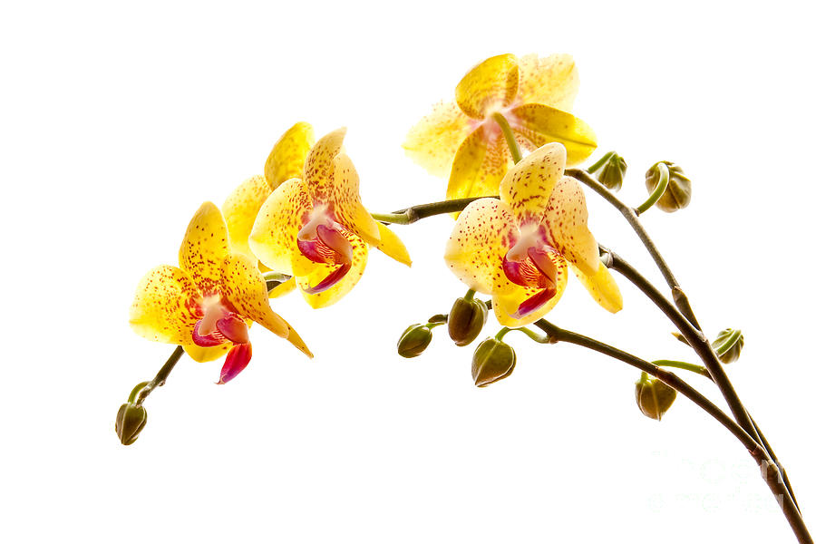 Orchid Photograph - Yellow moth orchid stem by Delphimages Photo Creations