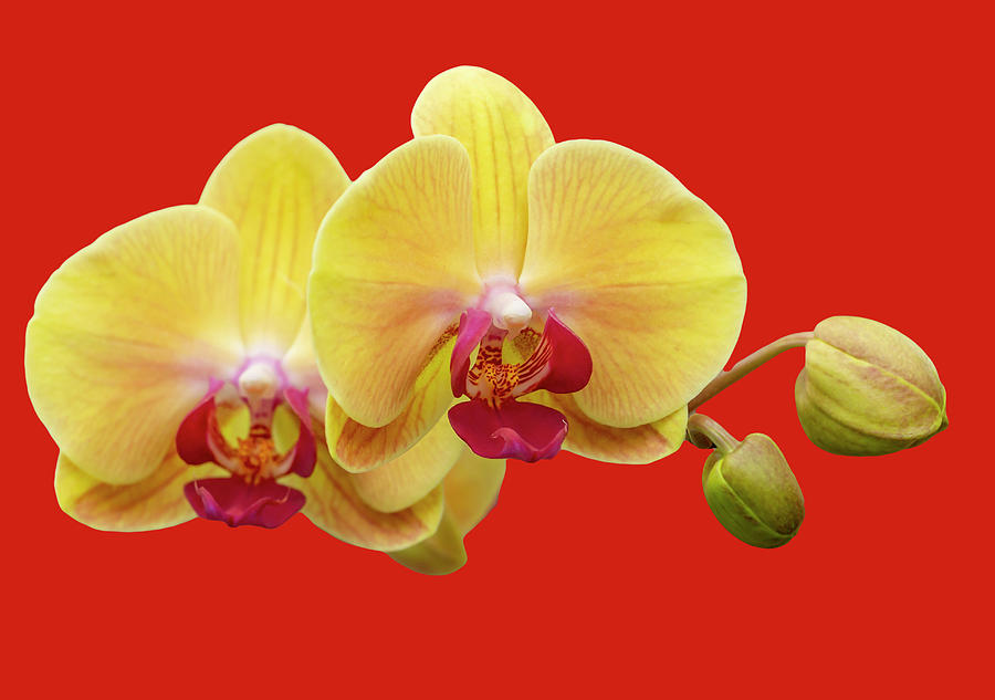 Yellow Moth Orchids on Red Photograph by Cate Franklyn