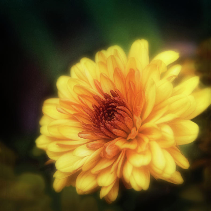 Yellow Mum Fall Flower Photograph Photograph by Ann Powell | Fine Art ...