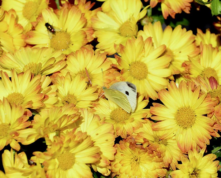 Yellow mums and Cabbage White Photograph by Lynn Hunt