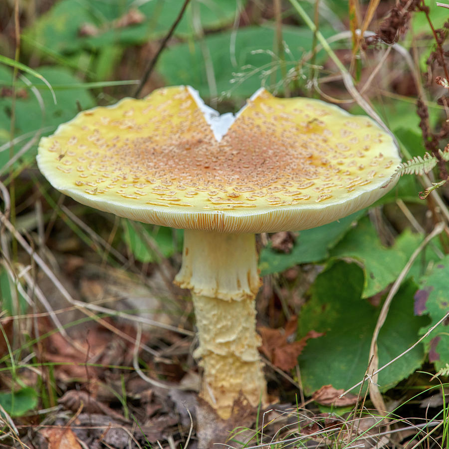 Yellow Mushroom Photograph by Paul Freidlund