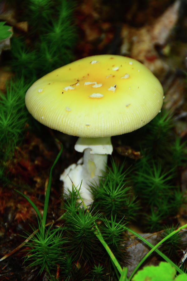 Yellow Mushroom Photograph by Raymond Salani III
