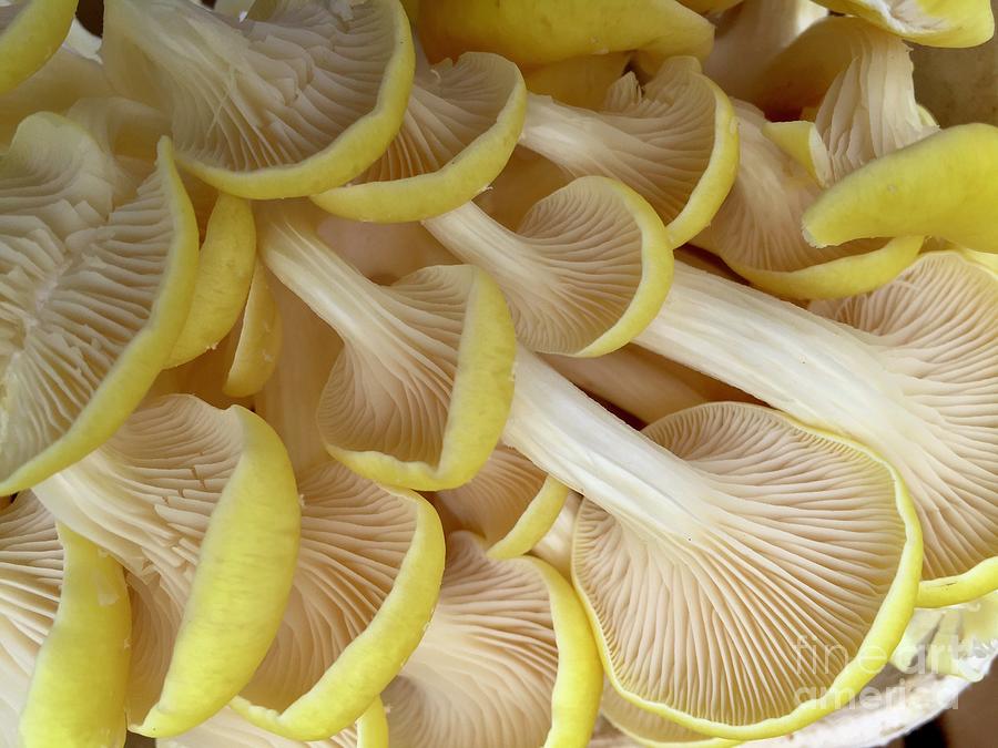 Yellow Mushroom Series 1-1 Photograph by J Doyne Miller