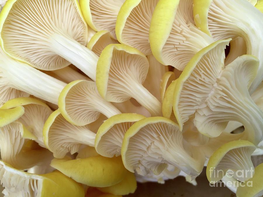 Yellow Mushroom Series 1-2 Photograph by J Doyne Miller