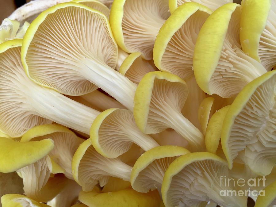 Yellow Mushroom Series 1-3 Photograph by J Doyne Miller