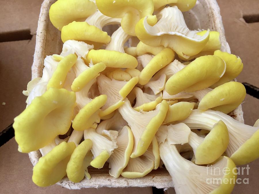 Yellow Mushroom Series 1-5 Photograph by J Doyne Miller