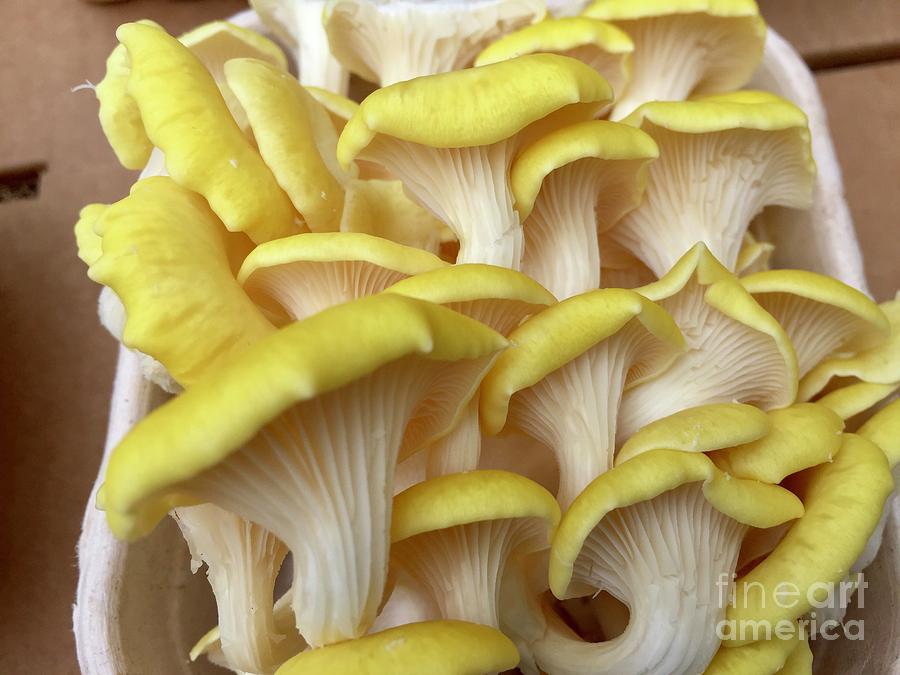 Yellow Mushroom Series 1-6 Photograph by J Doyne Miller