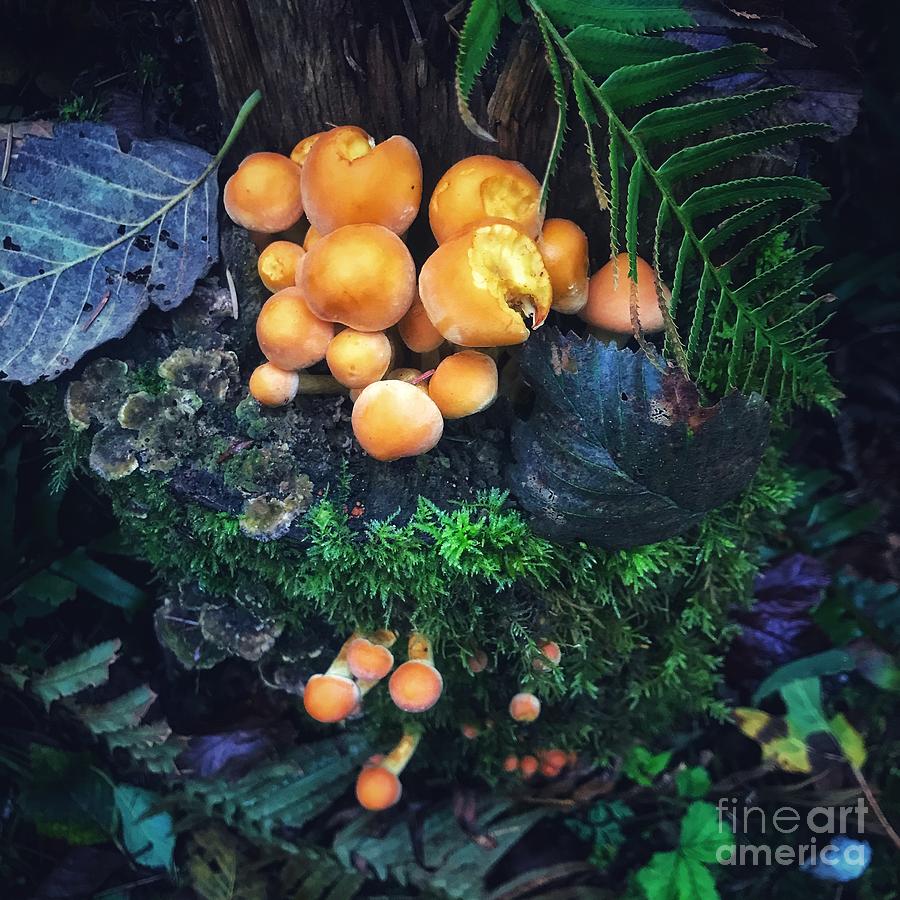Yellow Mushrooms Photograph by Jamie Johnson