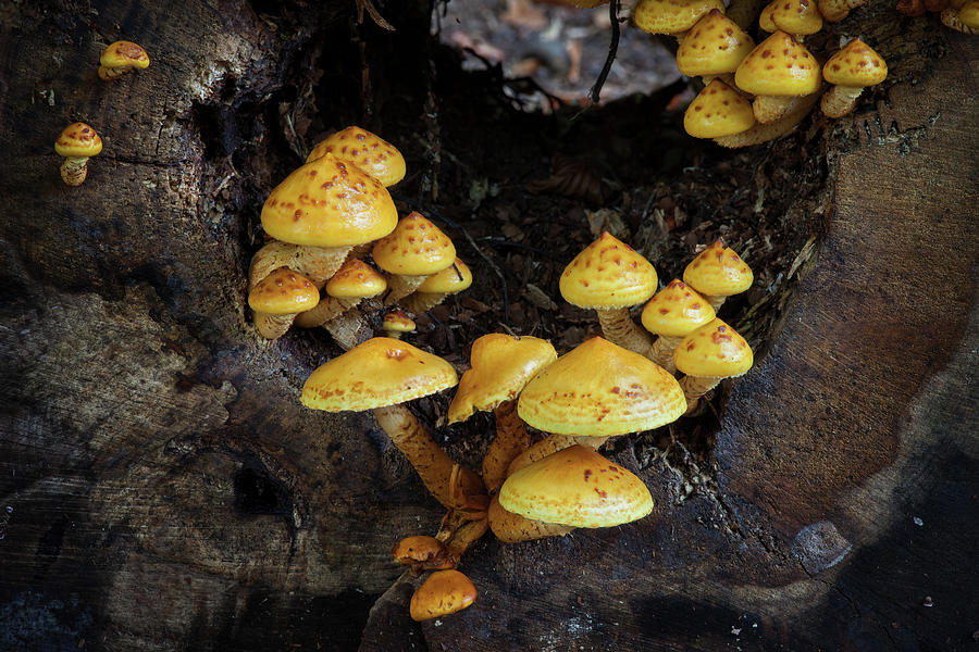 Yellow Mushrooms Pholiota Adiposa On Dying Tree Photograph by Artur Bogacki