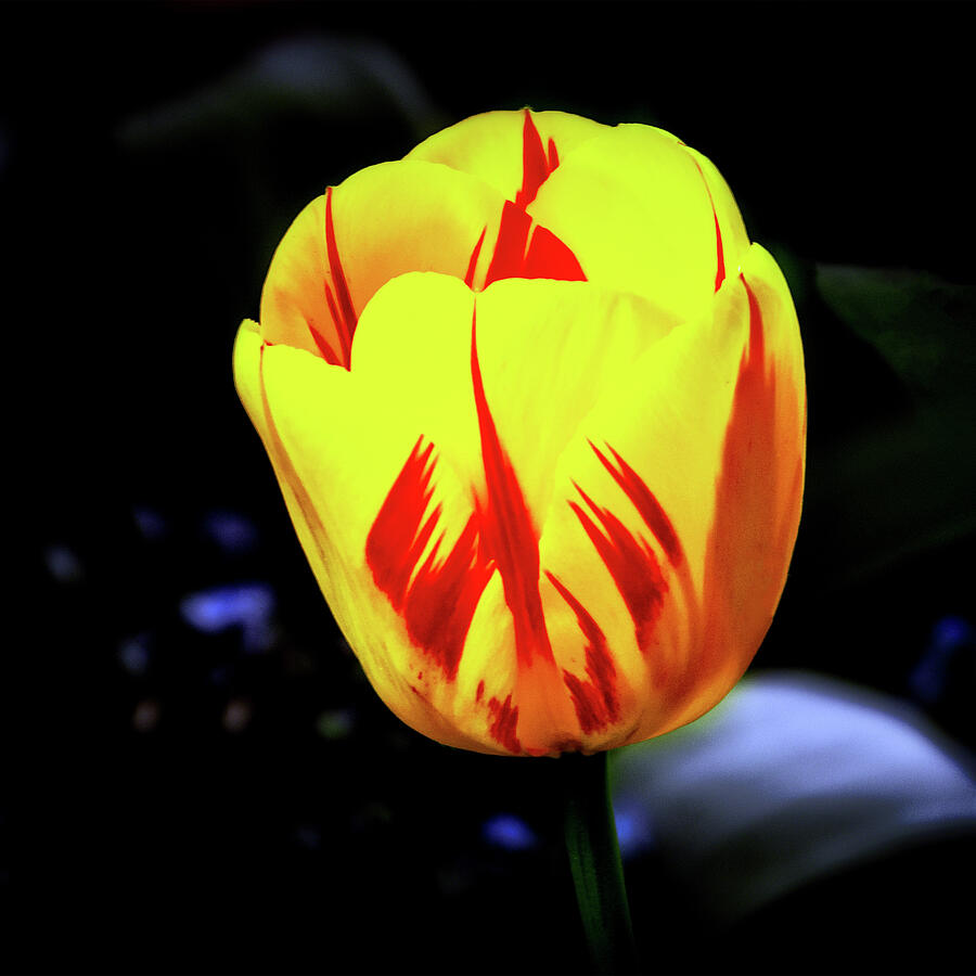 Yellow-N-Red Tulip Photograph by William Havle