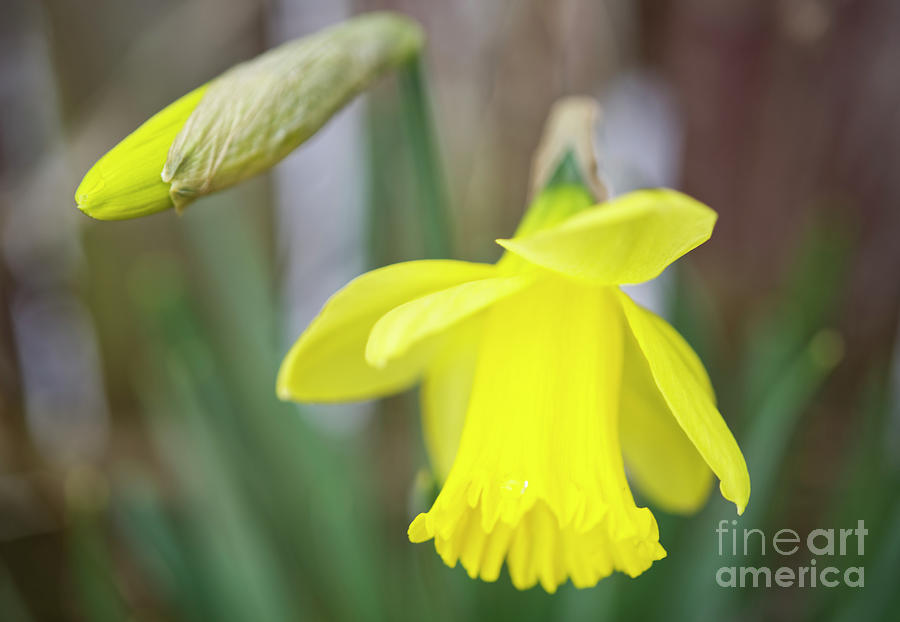 Yellow Narcissus Flower 0217 Photograph