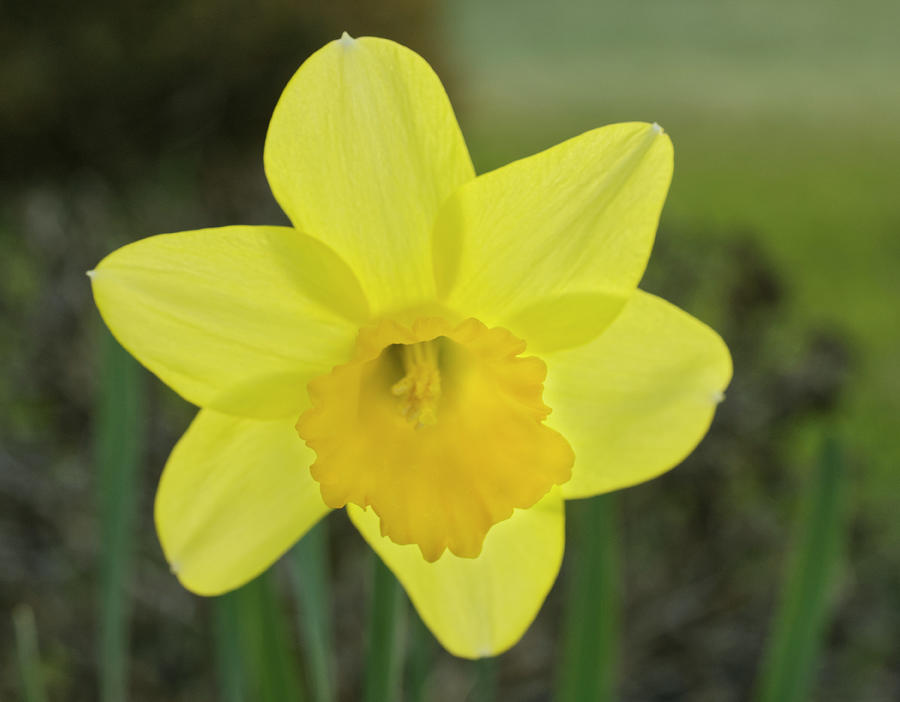 Spring Photograph - Yellow Narcissus Flower Sunkissed by Iris Richardson