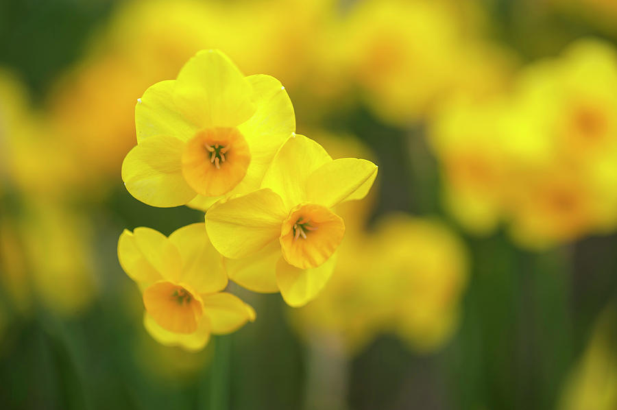 Yellow Narcissus Jonquilla 1 Photograph by Jenny Rainbow