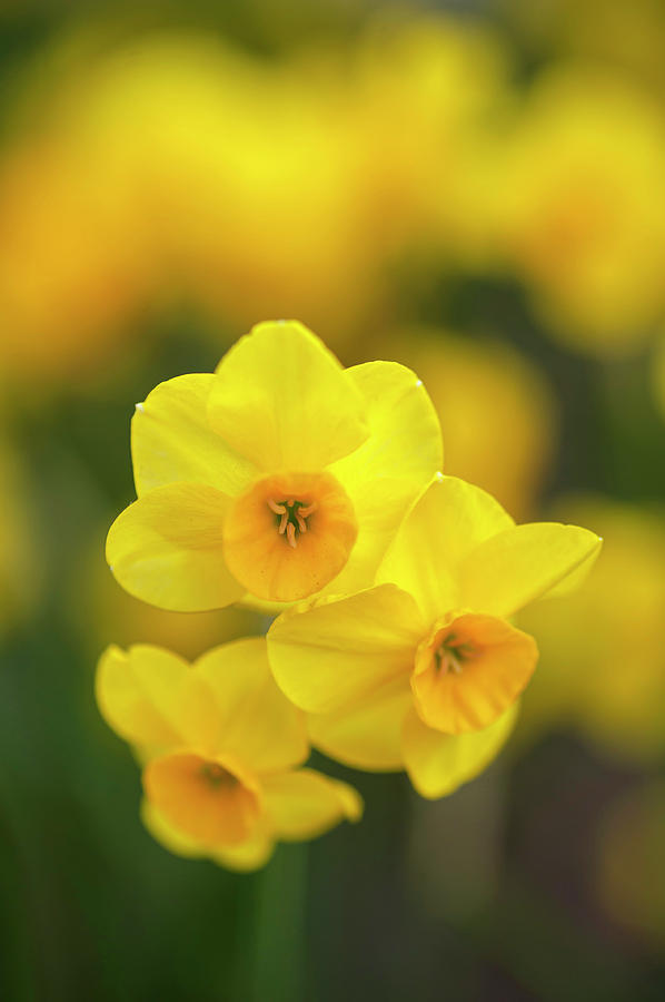 Yellow Narcissus Jonquilla Photograph by Jenny Rainbow