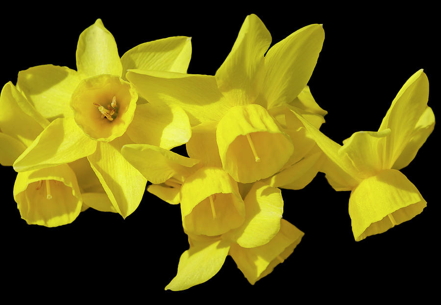 Yellow Narcissus on Black Photograph by Cate Franklyn