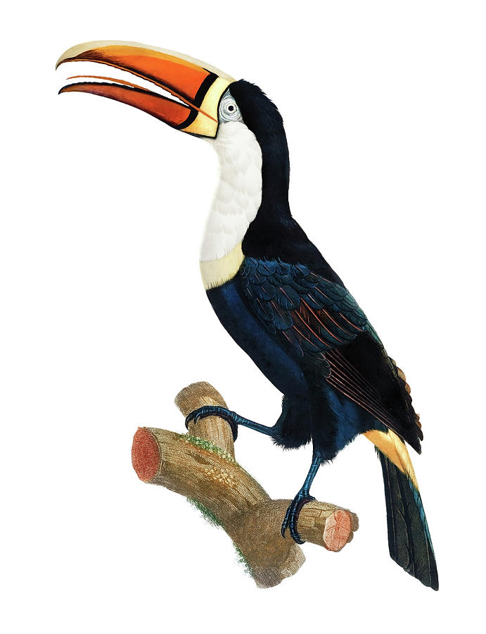 Yellow Necklace Toucan By Jacques Barraband Drawing