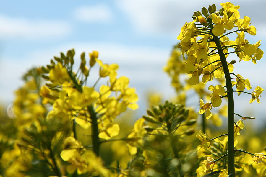 Yellow oil seed rape field (Brassica napus ssp.) Photograph by Pejft