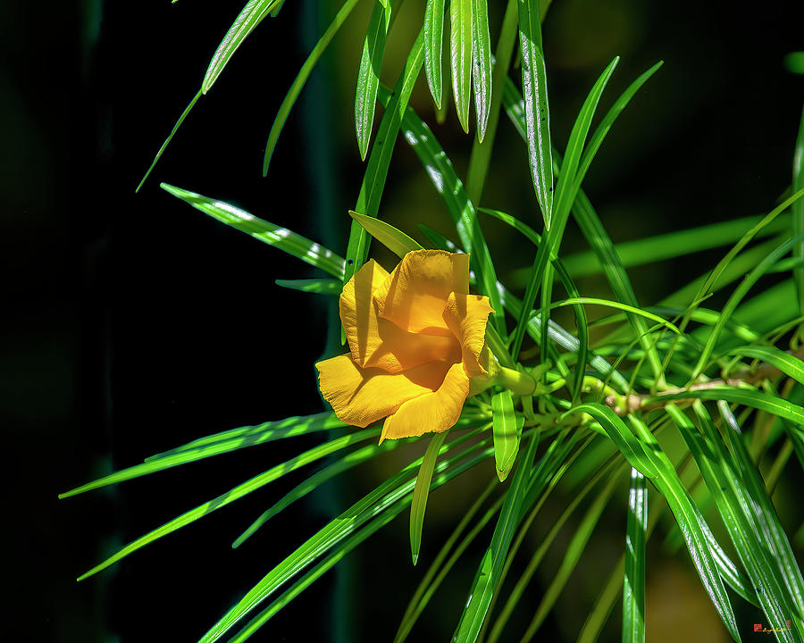 Yellow Oleander DTHN0349 Photograph by Gerry Gantt
