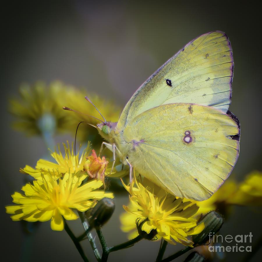 Yellow on Yellow - Butterfly and Flowers Photograph by Kerri Farley