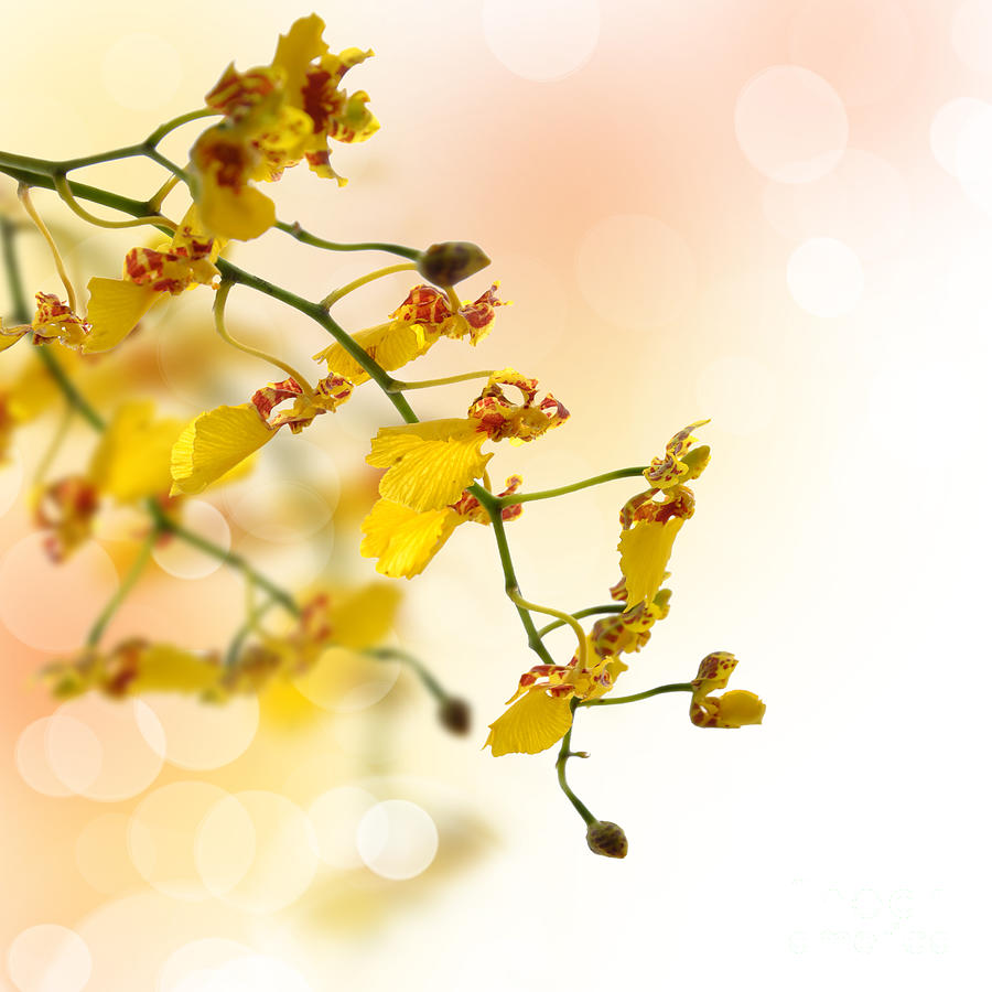Yellow oncidium orchid Photograph by Delphimages Photo Creations