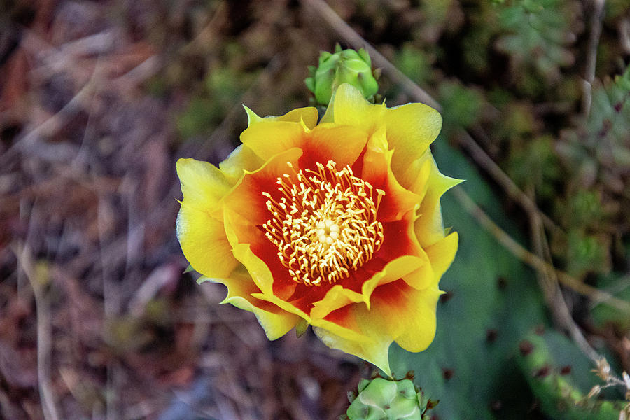 Yellow Orange Cactus Flower Photograph by Matt Sexton
