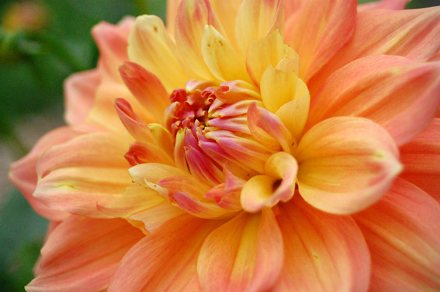 Yellow Orange Dahlia 1 Photograph by Amy Fose