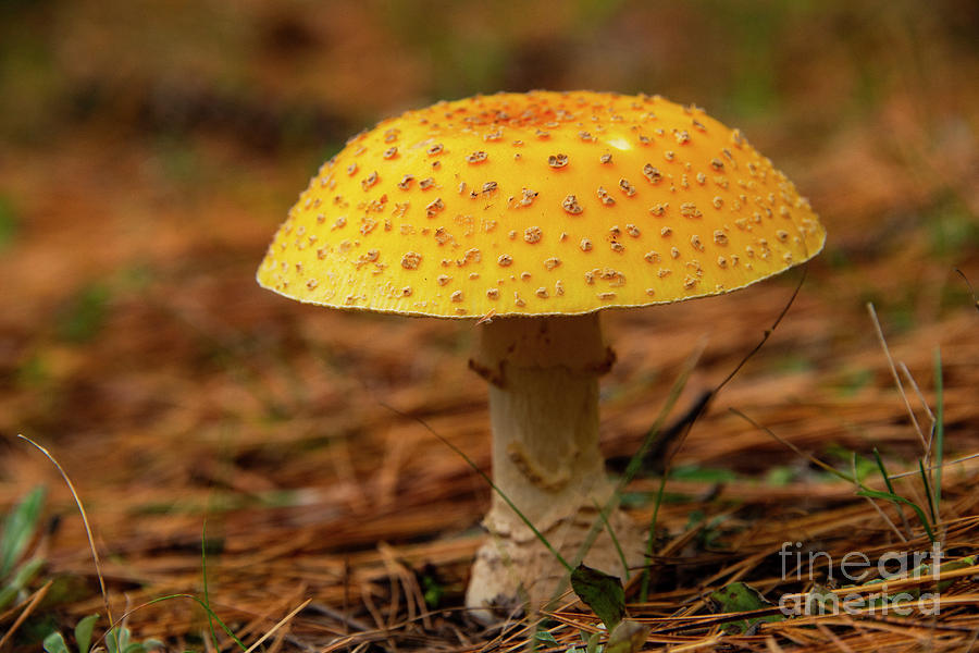 Yellow-Orange Fly Agaric Mushroom Photograph by Bob Phillips