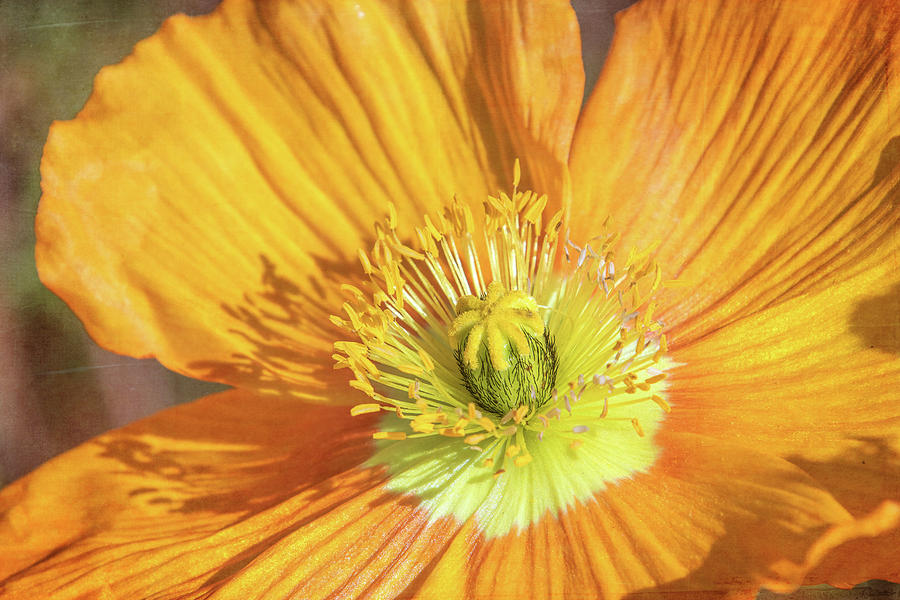 Yellow Orange Poppy Digital Art by Terry Davis