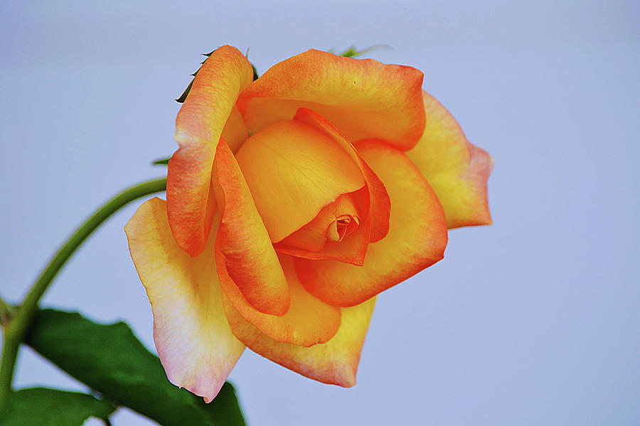 Yellow Orange Rose Bending Bloom Photograph by Gaby Ethington