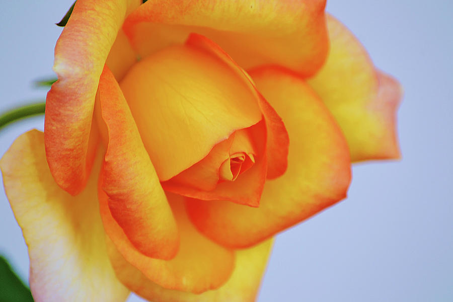 Yellow Orange Rose Bloom Close Up Photograph by Gaby Ethington